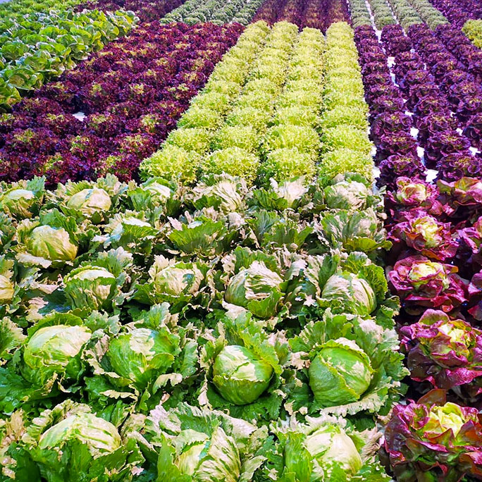Bioki Zeolite Cabasite Naturale per Agricoltura Bio, 8 kg : :  Giardino e giardinaggio